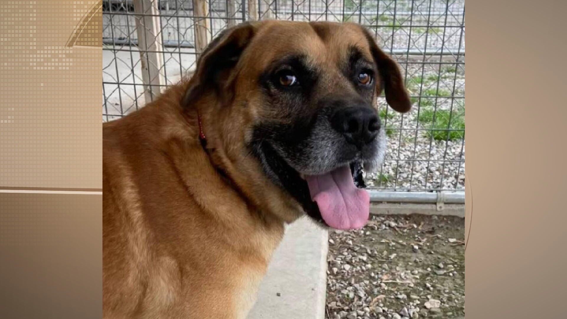 Max -- Perry County Humane Society: (618) 542-DOGS(3647)